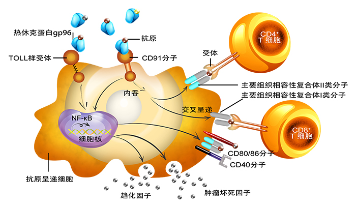gp96防癌抗癌原理图（中文）.jpg