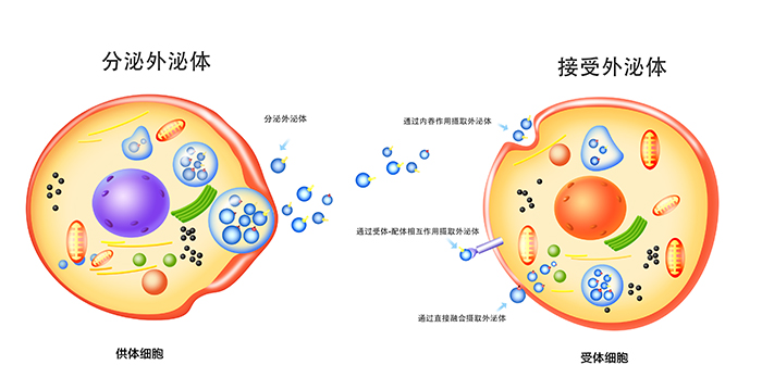 外泌体（中文）.jpg