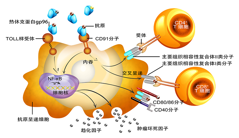 1781249811689097.jpg gp96防癌抗癌原理图(中文).jpg