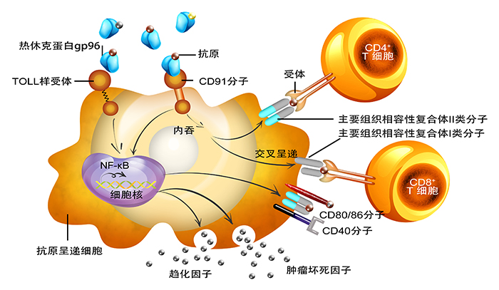 1781768131166844.jpg gp96防癌抗癌原理图(中文).jpg